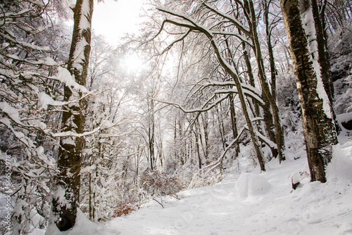 Photography Winter landscape and snowfall in La Grevolosa forest, Osona, Barcelona, Spain