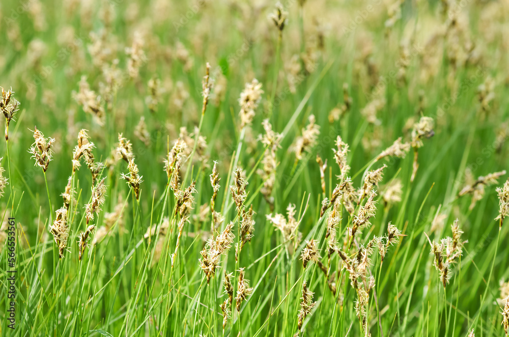 Green Herbal Background Dry Grass Texture Green Background Green Herbal Background Dry Grass Texture Green Background
