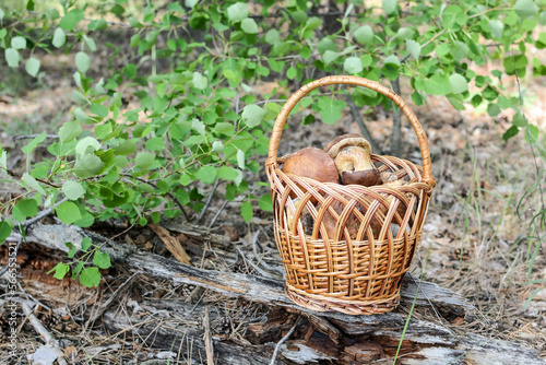  a wicker basket with mushrooms stands on logs in the forest. Mushroom harvest.