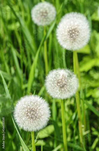 White dandelions on a background of green grass close-up. Natural spring background. Beautiful dandelion flowers with seeds in the field. Fluffy dandelions in the garden in summer.
