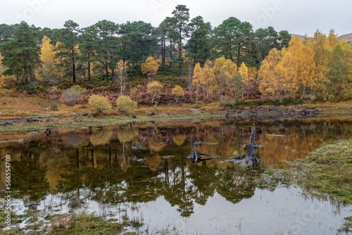 Glen Affric, Cannich, Scotland, United Kingdom photo