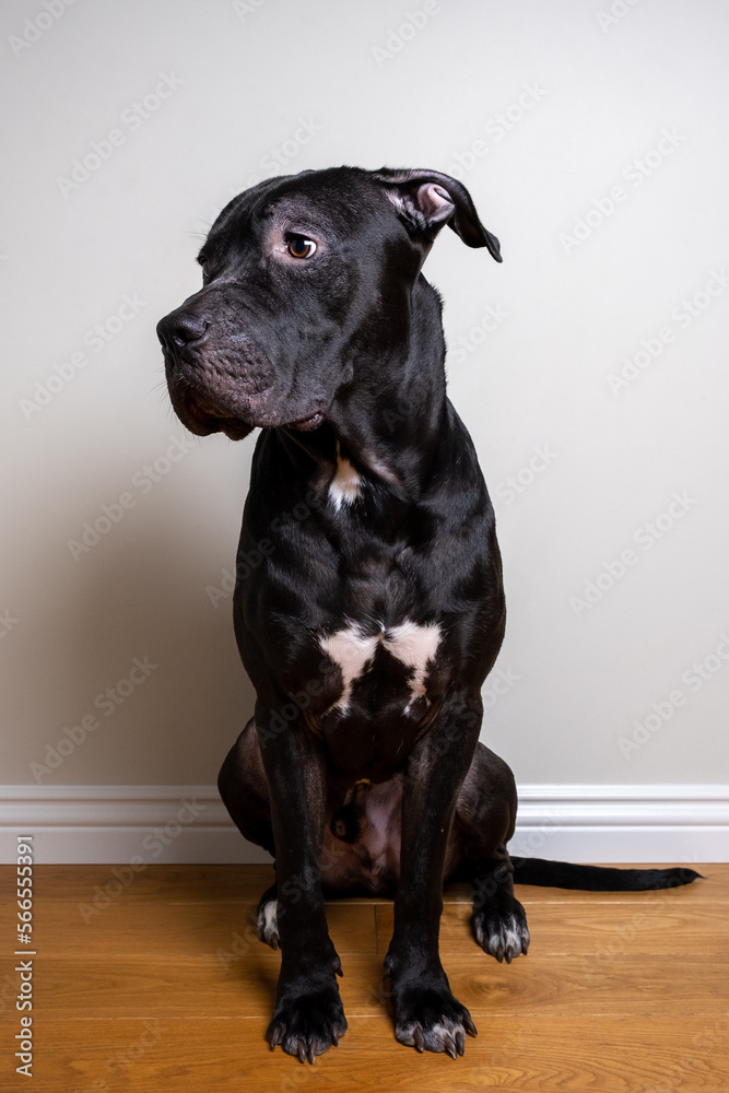 Pitbull terrier sits on a wooden floor Pitbull terrier sits on a wooden floor