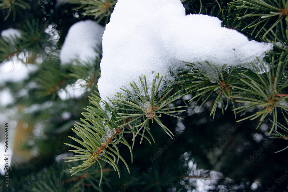 Snow on spruce branches in winter closeup