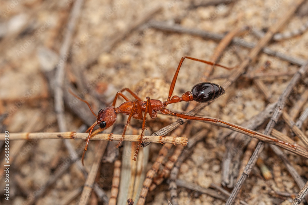 Close up of an Australian Giant Bull Ant, myrmecia gratiosa, with eyes and jaws in focus walking over twigs and looking over the edge of ant nest entrance where other ants are just crawling out Close up of an Australian Giant Bull Ant, myrmecia gratiosa, with eyes and jaws in focus walking over twigs and looking over the edge of ant nest entrance where other ants are just crawling out