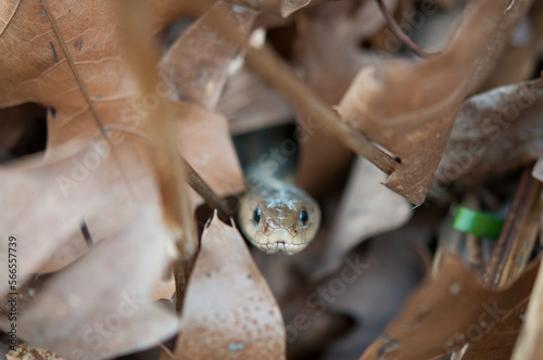 Common Garter Snake poking up through leaf litter photo