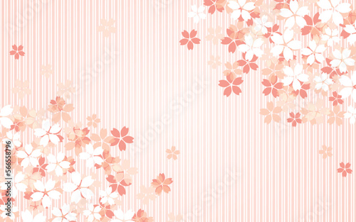 Fototapeta Naklejka Na Ścianę i Meble -  縦縞模様の濃いピンクと桜が折り重なった背景