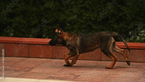 Active Belgian Malinois Is Running An Outdoor Area. Tracking Shot photo