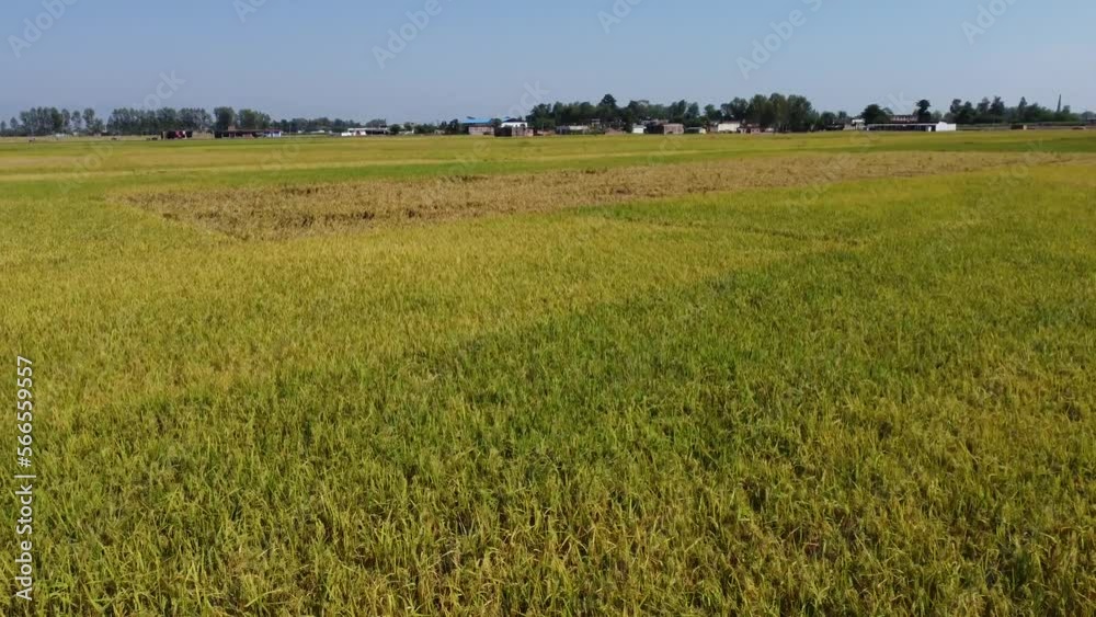 A low level aerial flight over the beautiful rice paddies ready for harvest. A low level aerial flight over the beautiful rice paddies ready for harvest.