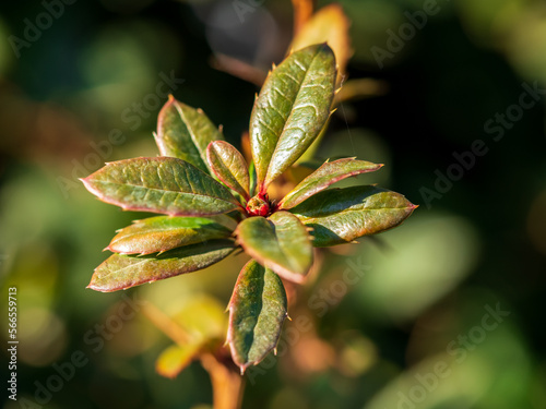 Rhododendron columbianum photo