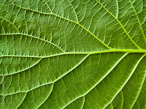 Natural background. The green leaf of the plant. Close-up. Macro background. View from above. Spring background. Space for text. Copy space