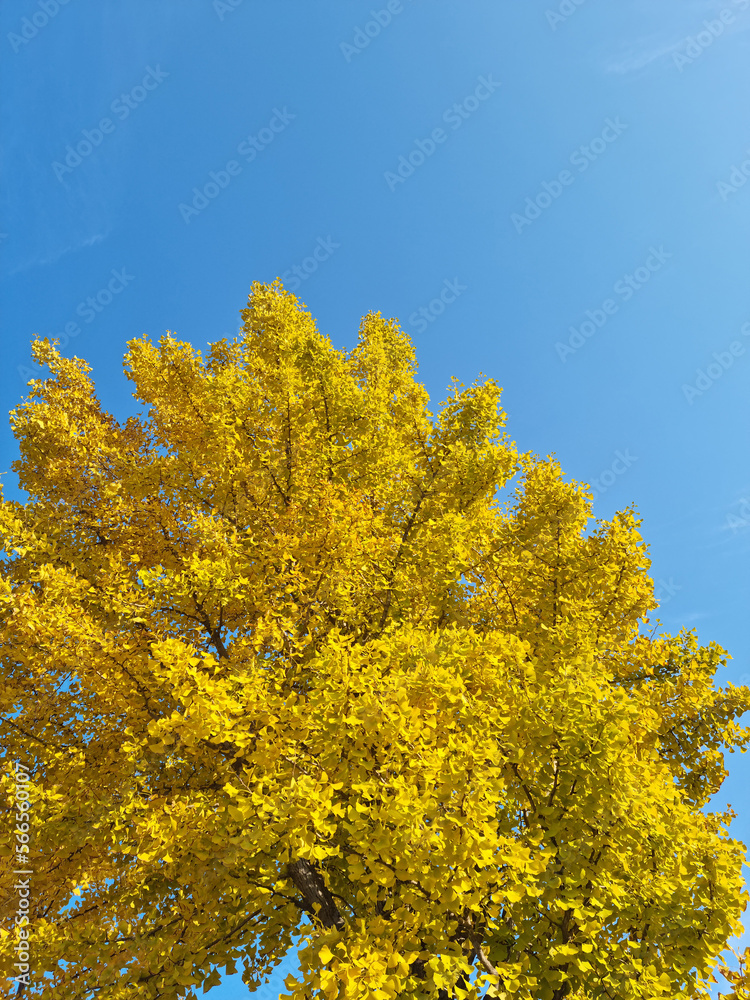 
It is a yellow ginkgo tree.