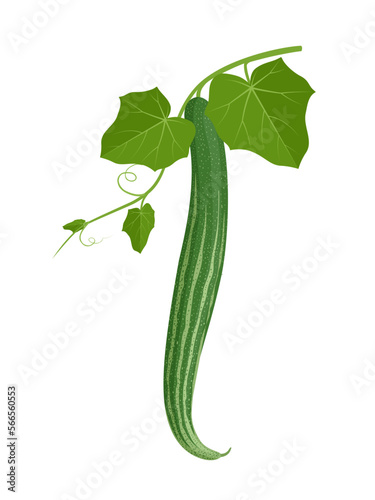 Vector illustration, snake gourd or Trichosanthes cucumerina, with green leaves, isolated on white background. photo