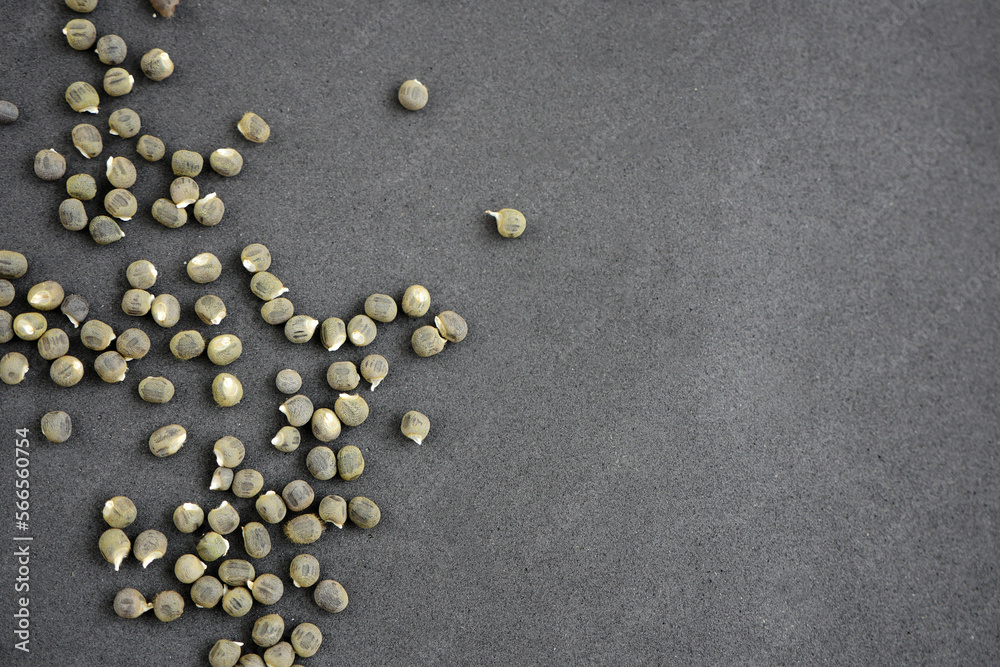 okra seed grains,okra seed,okra seeds closeup in dried okra plant