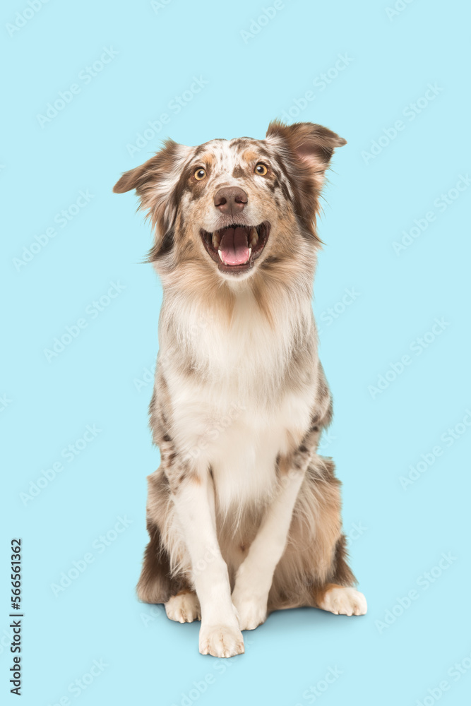 Cute sitting smiling australian shepherd facing the camera with its mouth open