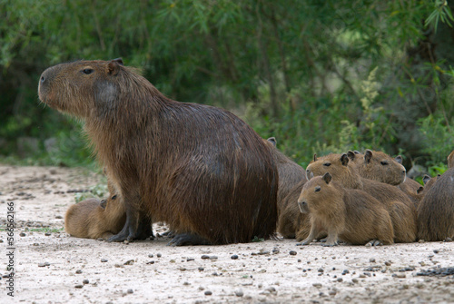 An adult female Capybara (hydrochaeris hydrochaeris)  watches over a large group of babies, Estancia Rincon del Socorro, Esteros photo