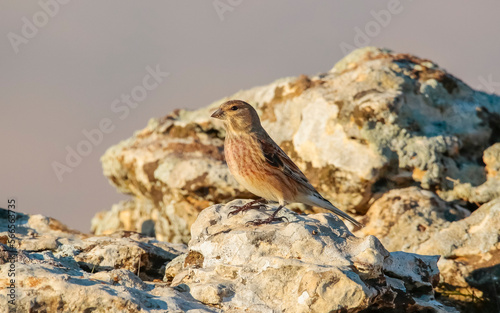 Common Linnet  Linaria cannabina  is one of the most beautiful songbirds in the world.