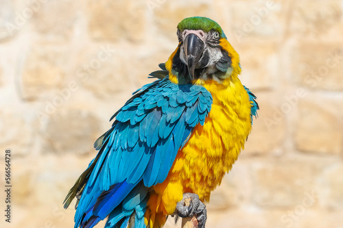 Blue-throated macaw (Ara glaucogularis) is a parrot species living in South America. They live about 50 years. photo