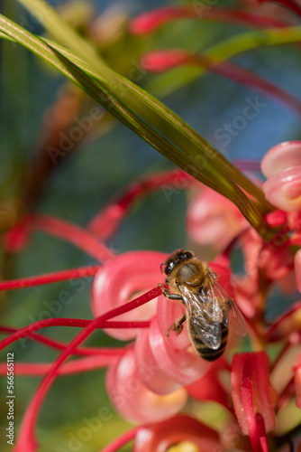 Grevillea rosmarinifolia or Rosemary grevillea, rounded shrubs. A Rosemary grevillea bush with red flowers in a botanical garden and a pollinating bee photo