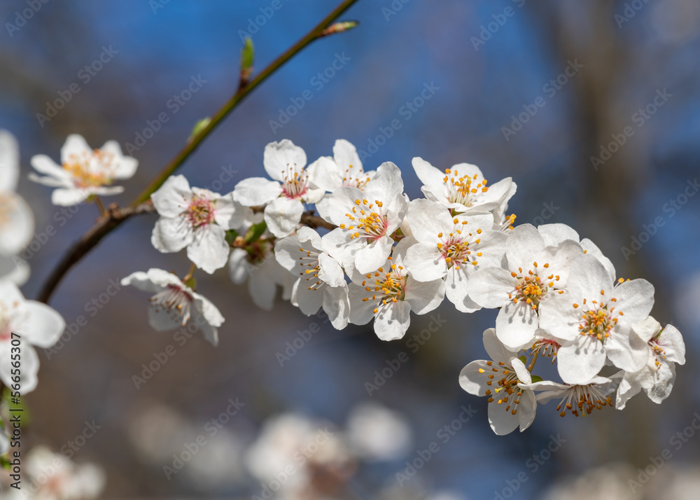 Cherry blossom. Branch with white flowers against the blue sky. macro photography Cherry blossom. Branch with white flowers against the blue sky. macro photography