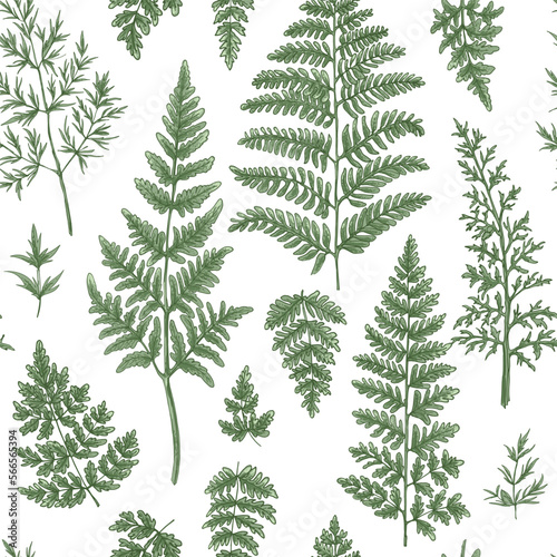 Pattern herbs and flowers painted color line. Vector drawing. Wild herbs. Wildflower