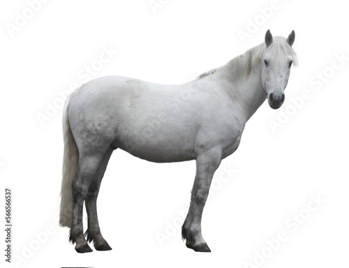 Beautiful white horse