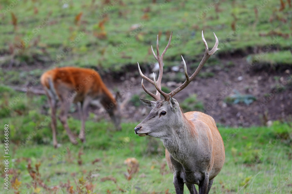 Wild red deer male, Cervus elaphus, graze grass during autumn rut in a meadow of mountain forest. Wild animal in the natural environment and wilderness. Wild red deer male, Cervus elaphus, graze grass during autumn rut in a meadow of mountain forest. Wild animal in the natural environment and wilderness.