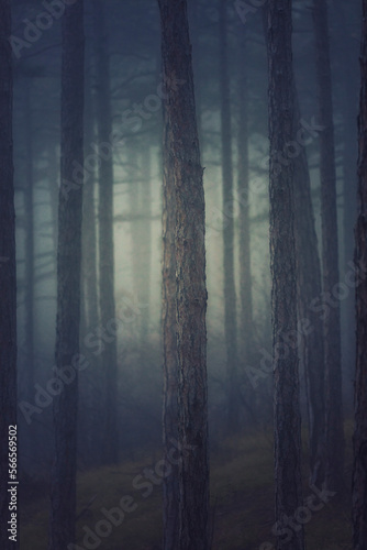 misty autumn forest 