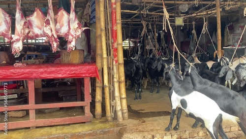 Butcher cutting meat next to tied up goats in barn, animal cruelty photo