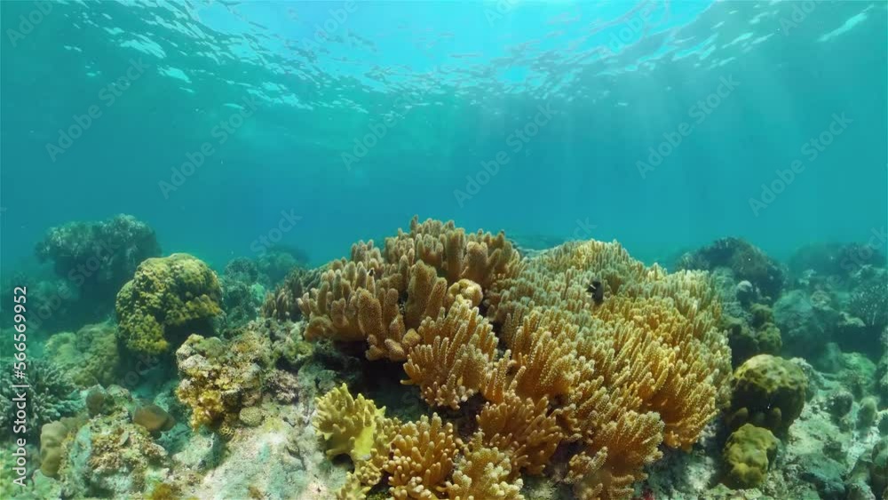Tropical colourful underwater seascape. Tropical fishes and coral reef underwater. Underwater landscape. Philippines.