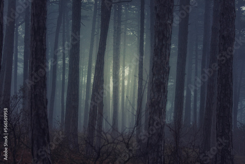 Fototapeta Naklejka Na Ścianę i Meble -  misty autumn forest