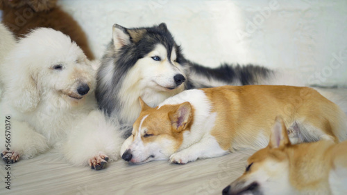 Happy dogs or puppy smiling in cafe restaurant. Pet animal.