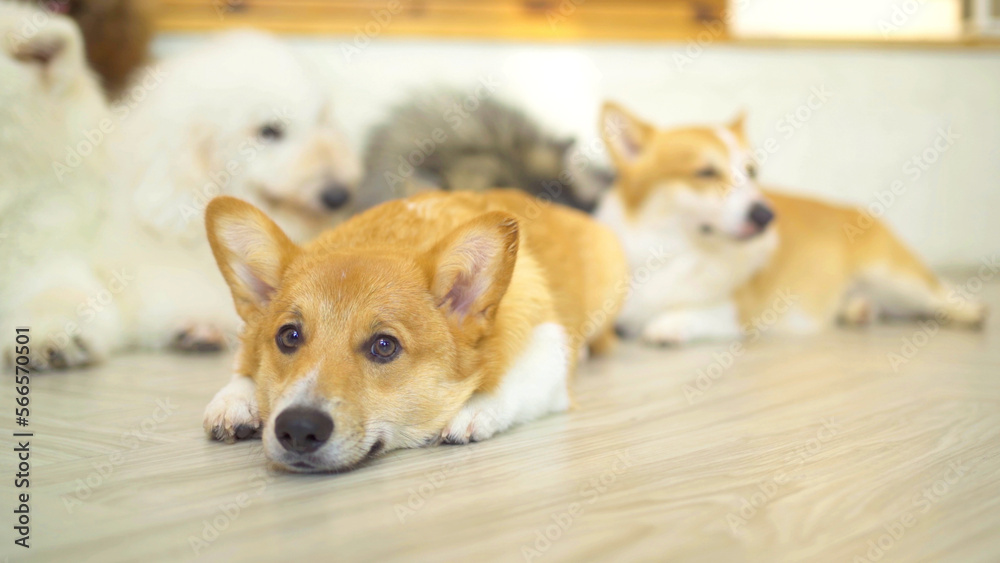 Happy dogs or puppy smiling in cafe restaurant. Pet animal.