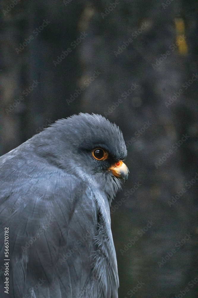 Fototapeta premium Red footed falcon close up - so fluffy