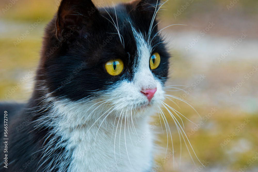 Cats also have beautiful eyes. Cats also have beautiful eyes.