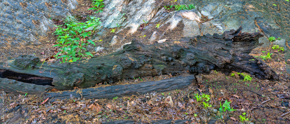 A log in Central Park, Spring A log in Central Park, Spring