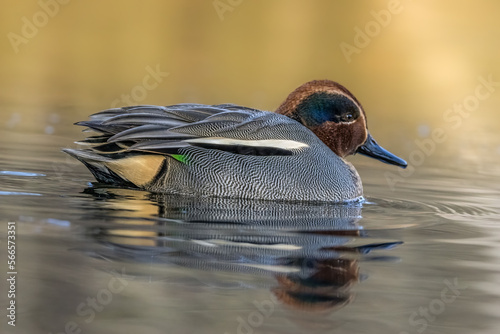 Beautiful male teal duck at a little pond called Jacobiweiher not far away from Frankfurt, Germany at a cold day in winter.