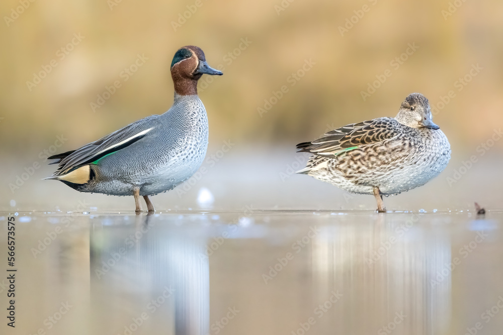 Beautiful teal duck couple standing on the iced pond called Jacobiweiher not far away from Frankfurt, Germany at a cold day in winter. Beautiful teal duck couple standing on the iced pond called Jacobiweiher not far away from Frankfurt, Germany at a cold day in winter.