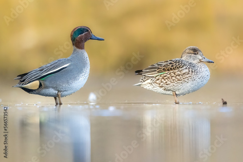 Beautiful teal duck couple standing on the iced pond called Jacobiweiher not far away from Frankfurt, Germany at a cold day in winter.