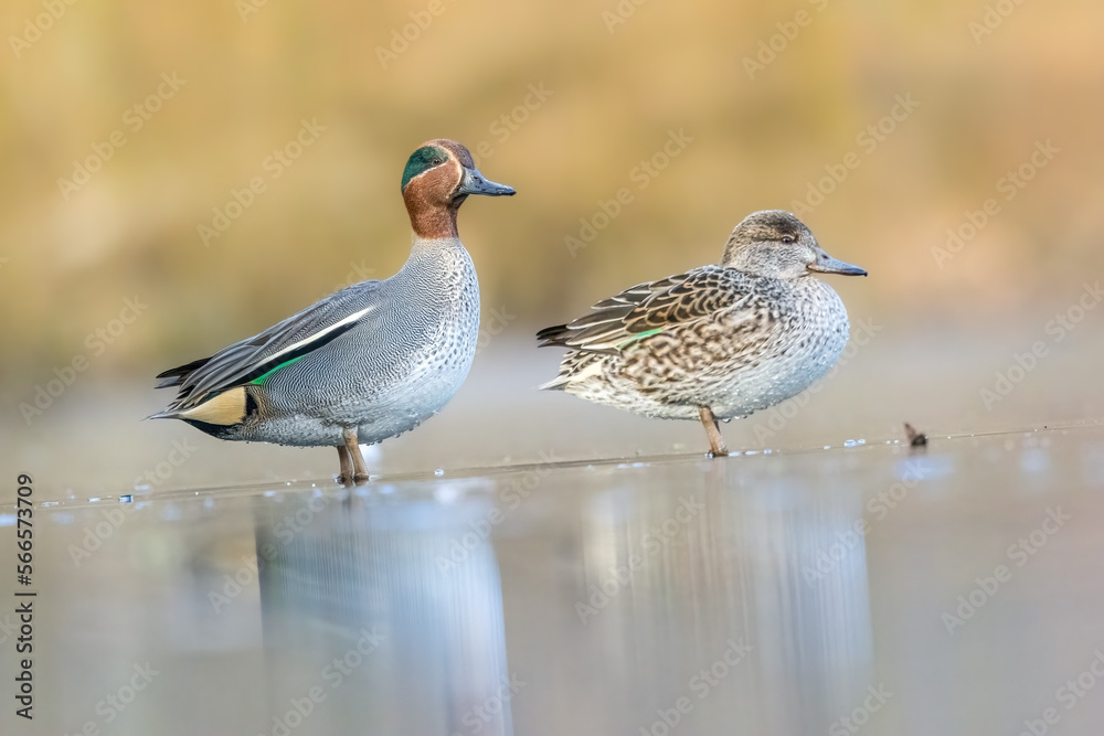 Fototapeta premium Beautiful teal duck couple standing on the iced pond called Jacobiweiher not far away from Frankfurt, Germany at a cold day in winter.