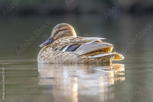 A female duck swimming on a little pond called Jacobiweiher not far away from Frankfurt in Germany at a cold and icy day in winter.