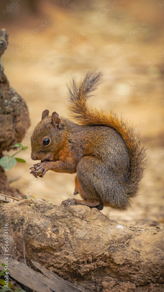 Obraz premium squirrel in the park