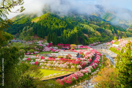 春爛漫　長野県阿智村花桃の里にて