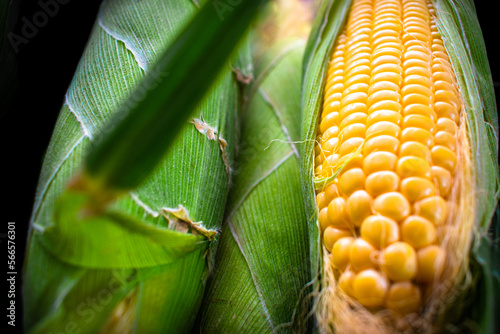Closeup shot of juicy corn seeds,with isolated background.