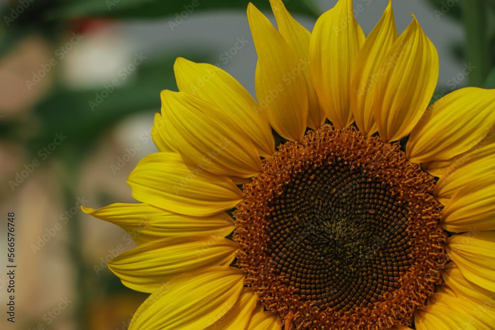 Obraz premium sunflower closeup in the garden