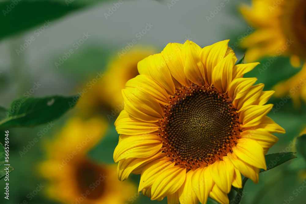 Fototapeta premium yellow sunflower in the garden