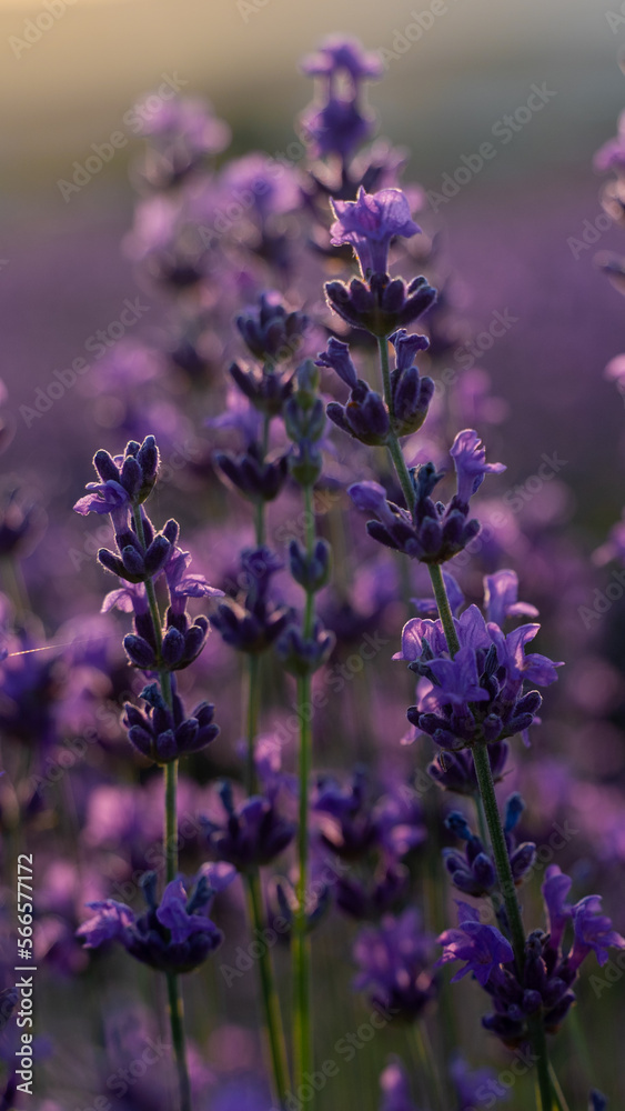 Fototapeta premium Blooming lavender in a field at sunset in Provence, France