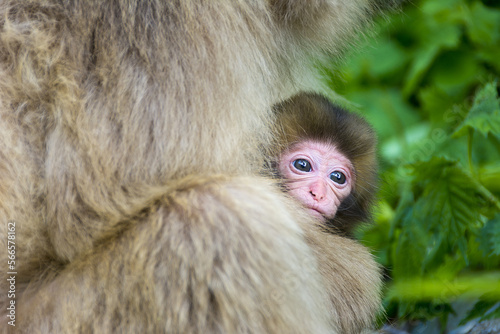 Japanese snow monkey with young baby. photo