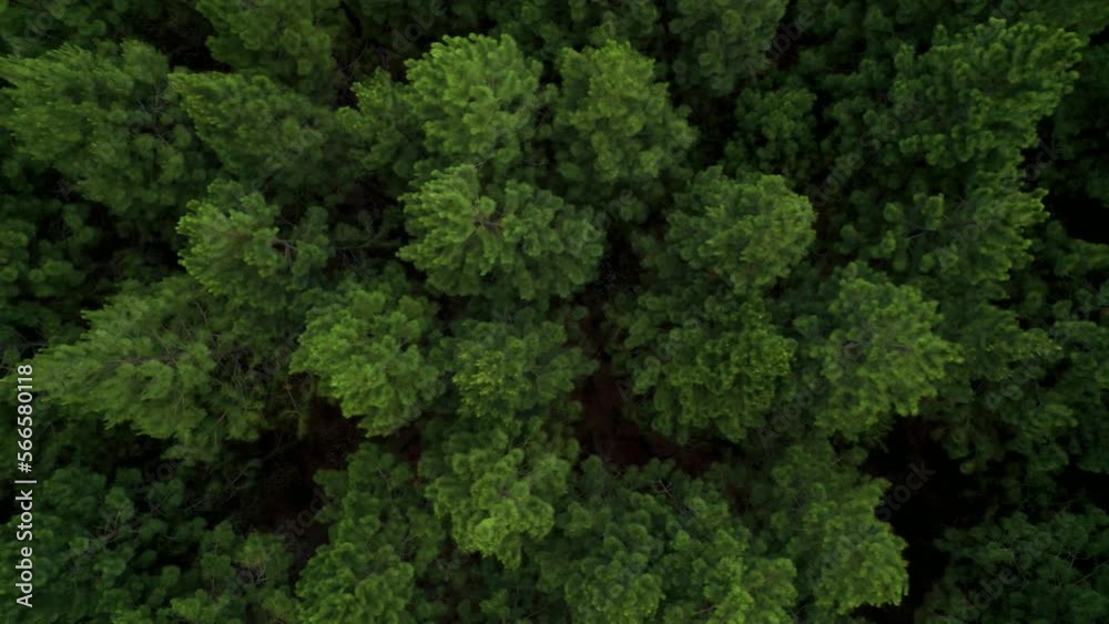 aerial of beautiful pine tree forest aerial of beautiful pine tree forest