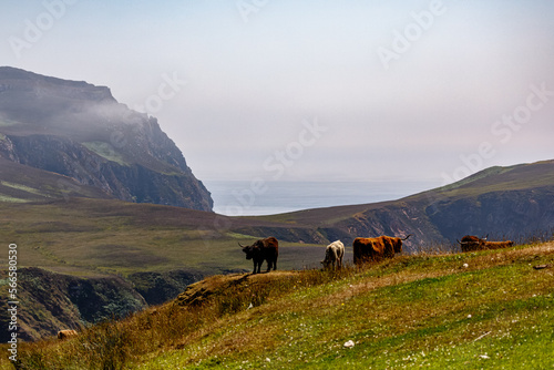 Fotografia Highland cows, Mull of Oa, Islay, view over cliffs and sea