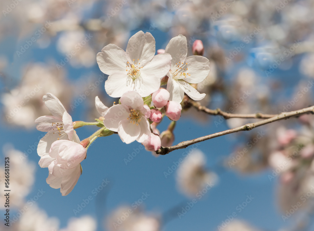 seamless background closeup of white and pink sakura cherry blossom on branch and blue sky in spring seamless background closeup of white and pink sakura cherry blossom on branch and blue sky in spring